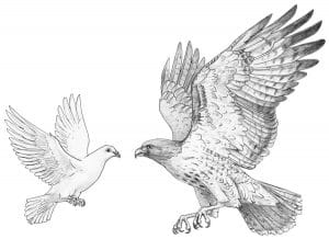 Hawk and Dove sheet
