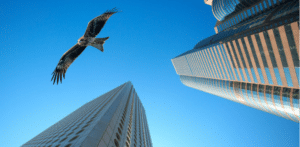 Hawk Among Buildings