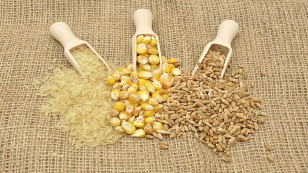 wheat, corn and rice